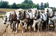 Heavy horses ploughing match