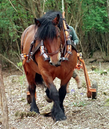 Ardennes heavy horse logging