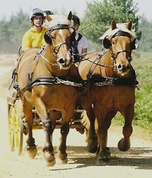 Pair of Comtois heavy horses pulling a carriage