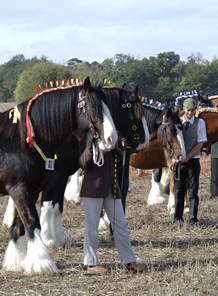 Heavy Horse Events in Surrey Sussex and Hampshire