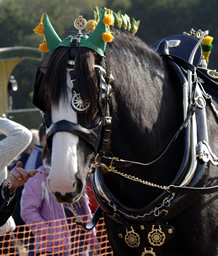 Heavy horse ploughing match