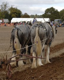 Pair of heavy horses ploughing