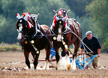 Heavy horses ploughing