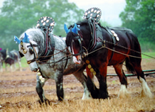 Heavy horses ploughing match