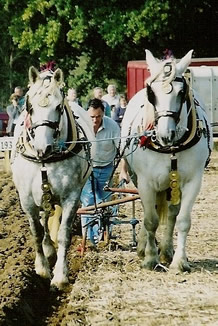 Percheron heavy horses ploughing