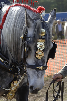 Heavy horse in hand