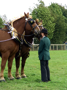 Showing a pair of heavy horses