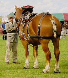 Showing Suffolk heavy horse